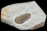 Early Cambrian Psedosaukianda Trilobite - Morocco #66919-1